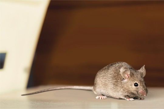 brązowa mysz